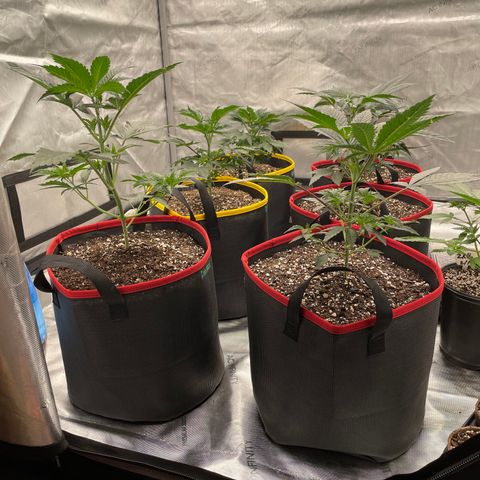 Ocean Fruit F1 growlog photo: Praying