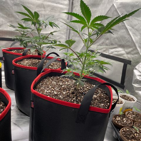 Ocean Fruit F1 growlog photo: Praying