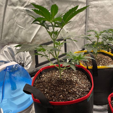 Ocean Fruit F1 growlog photo: Praying