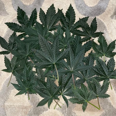 Ocean Fruit F1 growlog photo: DeFoliate