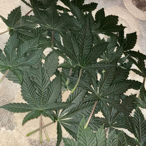 Ocean Fruit F1 growlog photo: DeFoliate