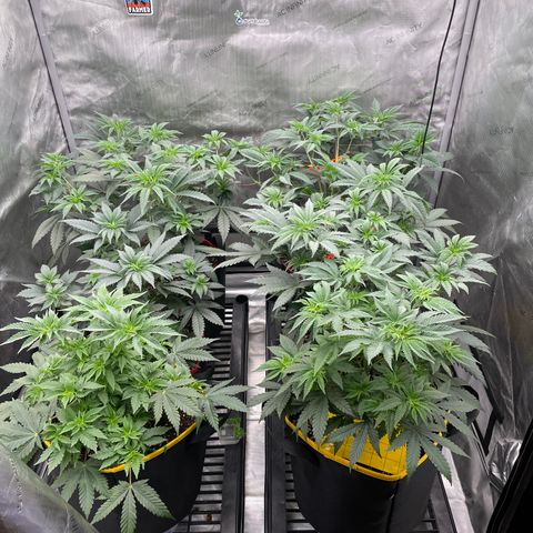 Ocean Fruit F1 growlog timeline photo