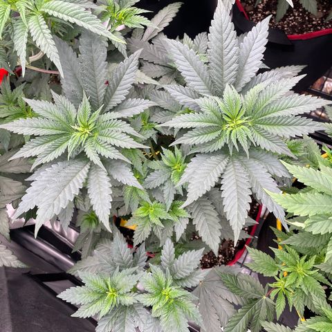 Ocean Fruit F1 growlog timeline photo