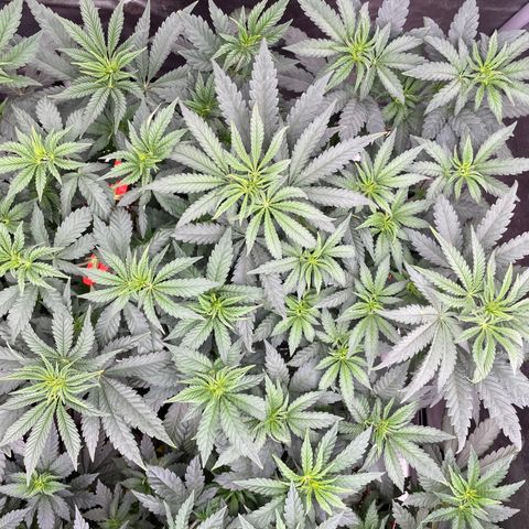 Ocean Fruit F1 growlog timeline photo