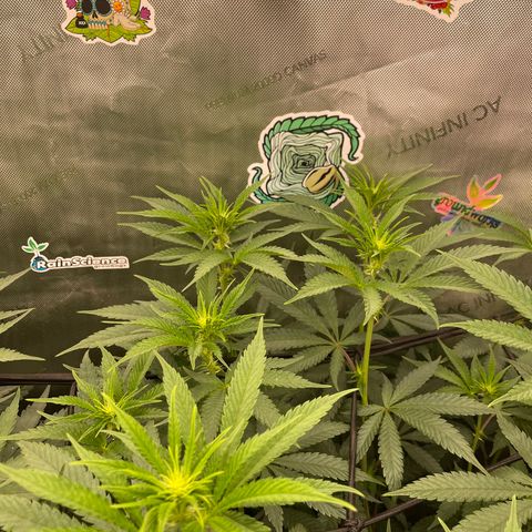 Ocean Fruit F1 growlog timeline photo