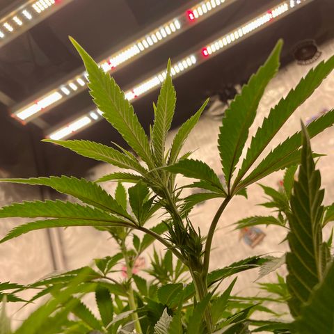 Ocean Fruit F1 growlog timeline photo