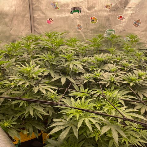 Ocean Fruit F1 growlog timeline photo