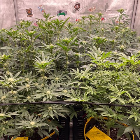 Ocean Fruit F1 growlog timeline photo