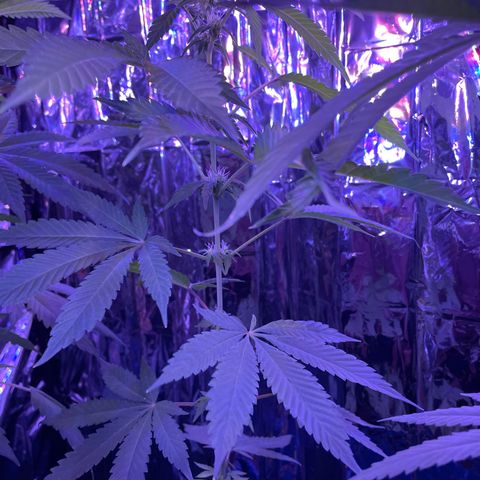 Jazzy J growlog timeline photo