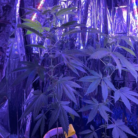 Jazzy J growlog photo: Flowers 7-8 nodes down
