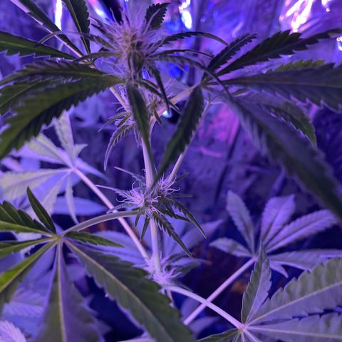 Jazzy J growlog timeline photo
