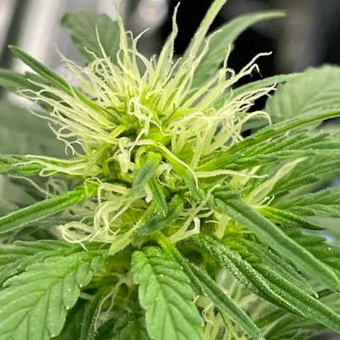 Jazzy J growlog timeline photo