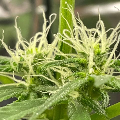 Jazzy J growlog timeline photo