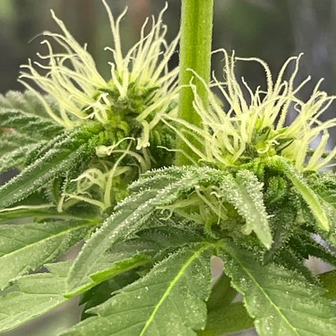 Jazzy J growlog timeline photo