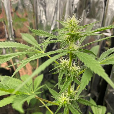 Jazzy J growlog timeline photo