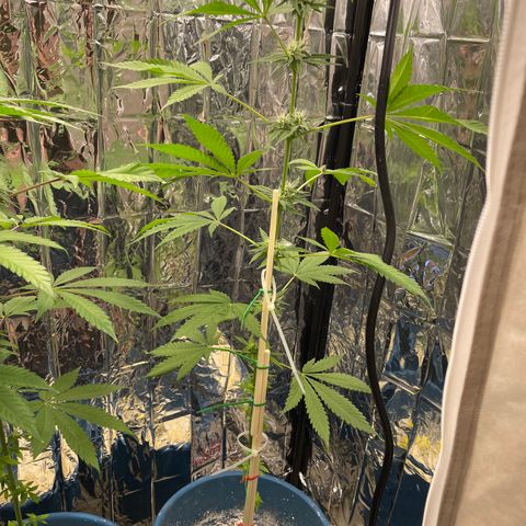 Jazzy J growlog photo: Added support