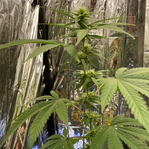Jazzy J growlog photo: Flower day 21