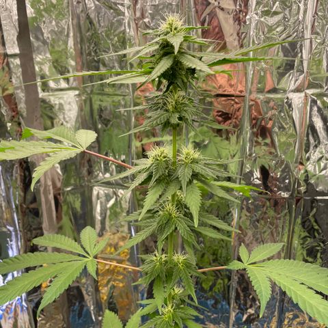 Jazzy J growlog photo: Flower day 21