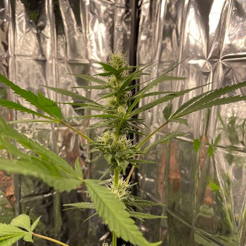 Jazzy J growlog photo: Flower day 21