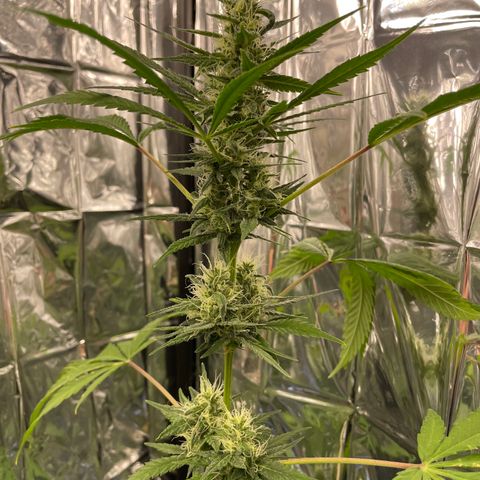 Jazzy J growlog timeline photo