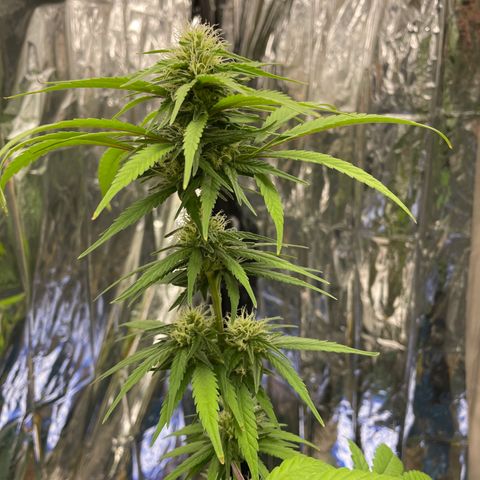 Jazzy J growlog timeline photo