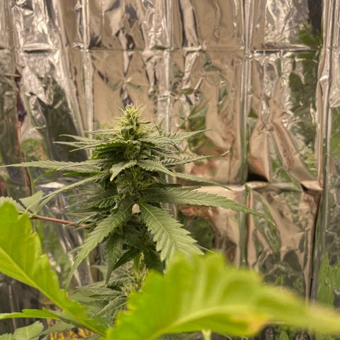 Jazzy J growlog timeline photo