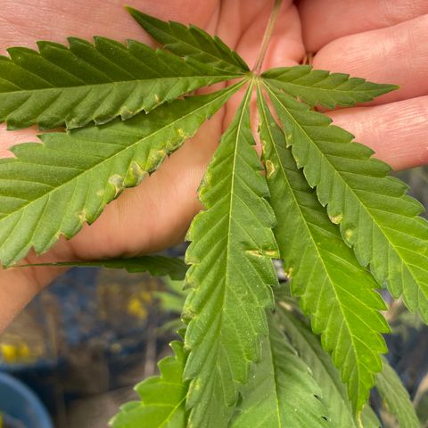 Jazzy J growlog photo: What causes this on the leaves? Nutes? Too much/little water? Pests?