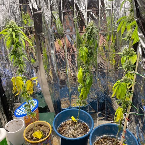 Jazzy J growlog photo: Too hot? Not enough nutrients?