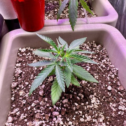 A.B. PARFAIT growlog timeline photo
