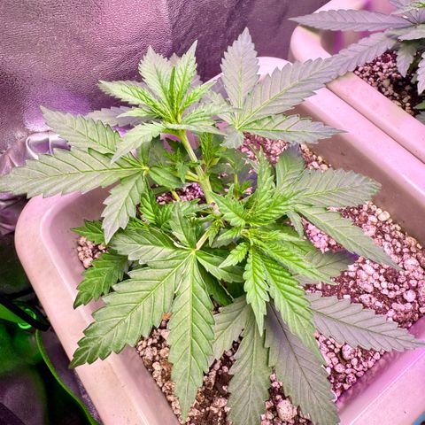 Lemon Skunk growlog photo: Adicionei Gorilla Microbes e Gorilla microrizas no solo. Utilizando substrato Tropikali, muito bom.