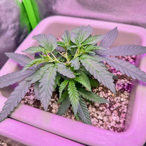 A.B. PARFAIT growlog photo: Adicionado Gorilla Microbes e Microrizas no substrato Tropikali.