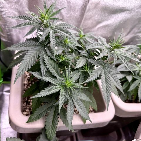 Lemon Skunk growlog timeline photo
