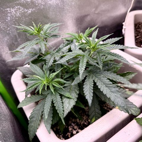 A.B. PARFAIT growlog timeline photo