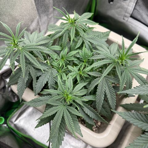 A.B. PARFAIT growlog timeline photo