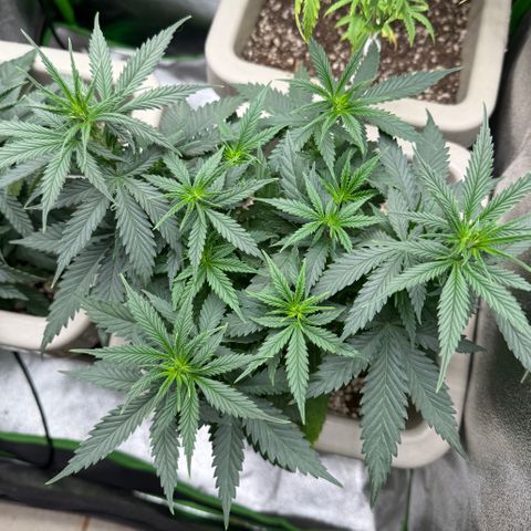Lemon Skunk growlog timeline photo