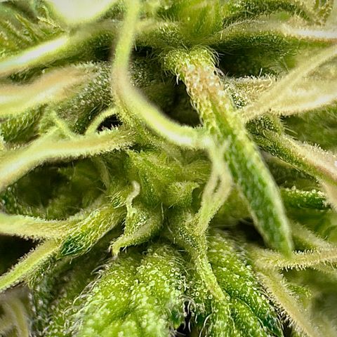 A.B. PARFAIT growlog timeline photo