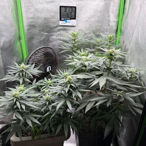AB Parfait 2 growlog timeline photo