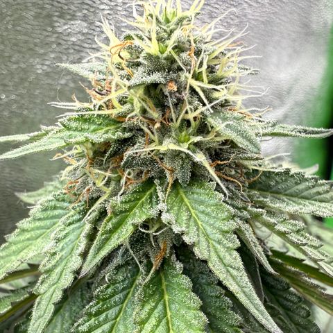 AB Parfait 2 growlog timeline photo
