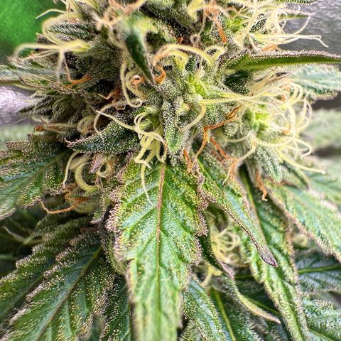 A.B. PARFAIT growlog timeline photo
