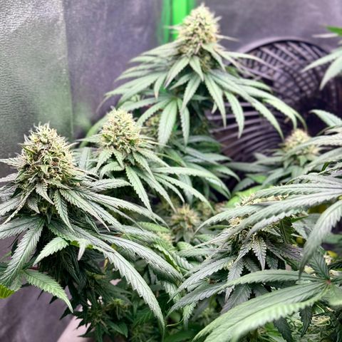 A.B. PARFAIT growlog timeline photo