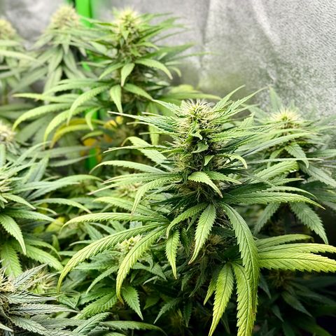 Lemon Skunk growlog timeline photo