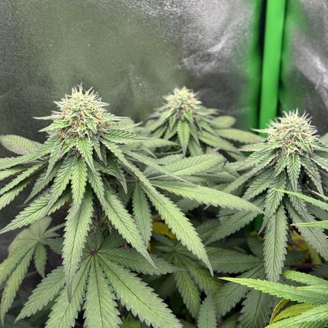 AB Parfait 2 growlog timeline photo