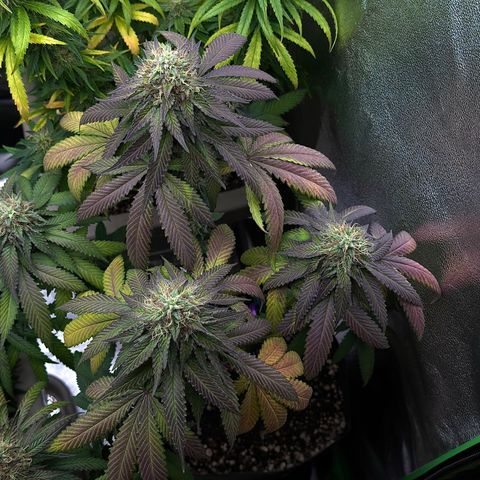 AB Parfait 2 growlog timeline photo