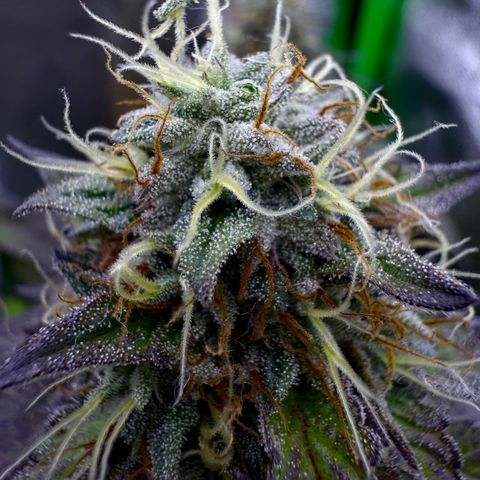 AB Parfait 2 growlog timeline photo