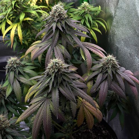 AB Parfait 2 growlog timeline photo