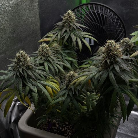 A.B. PARFAIT growlog timeline photo