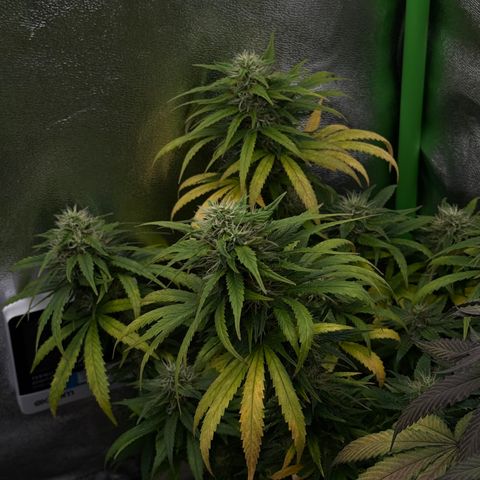 Lemon Skunk growlog timeline photo