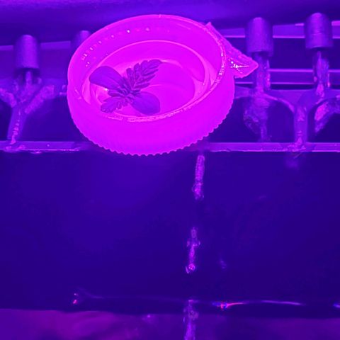 Kenzy growlog timeline photo