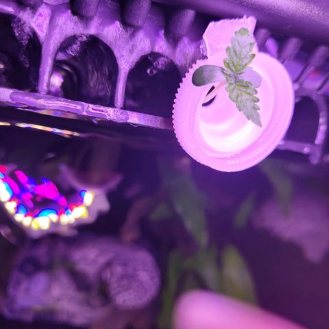 Kenzy growlog timeline photo