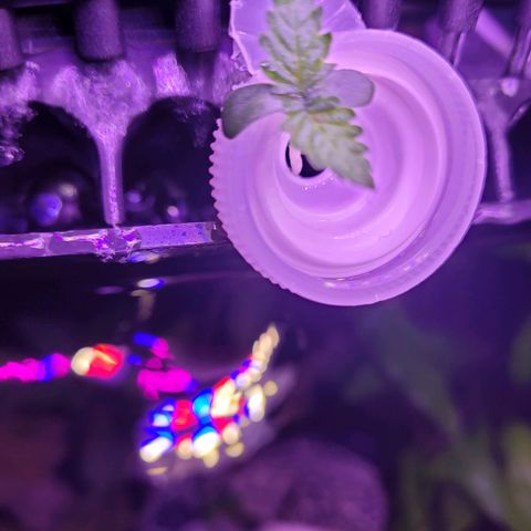 Kenzy growlog timeline photo
